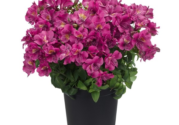 Alstroemeria COLORITA Louise