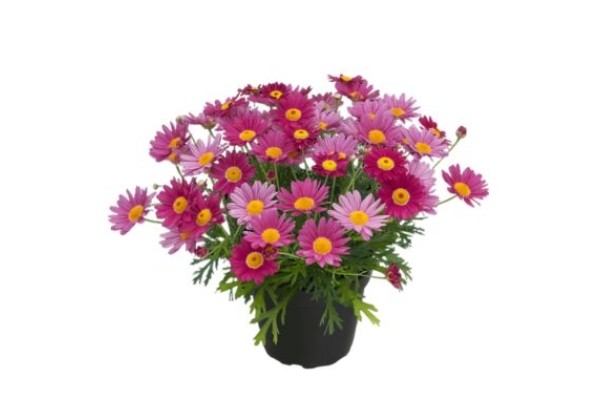 Argyranthemum frutescens Dark Lolly