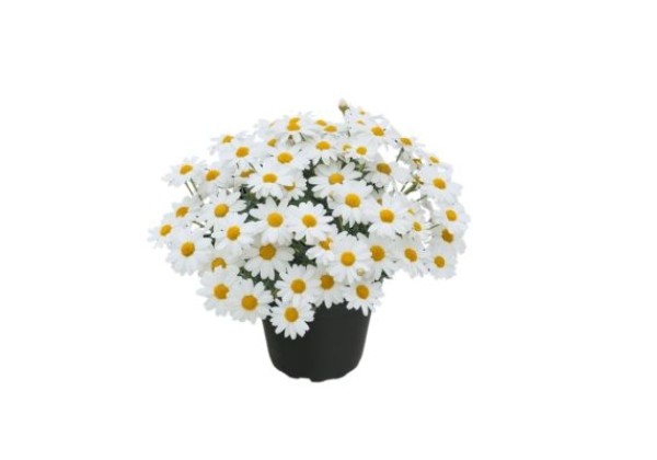 Argyranthemum frutescens Sweet Ice
