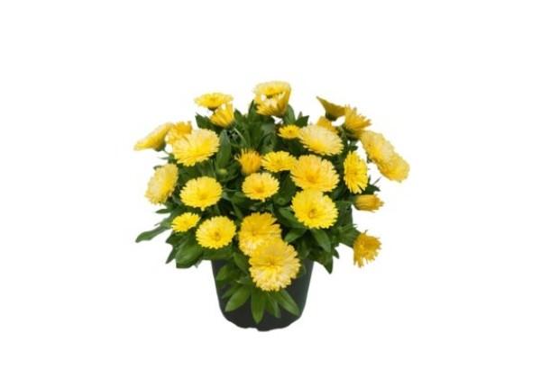 Calendula Powerdaisy Buttermilk
