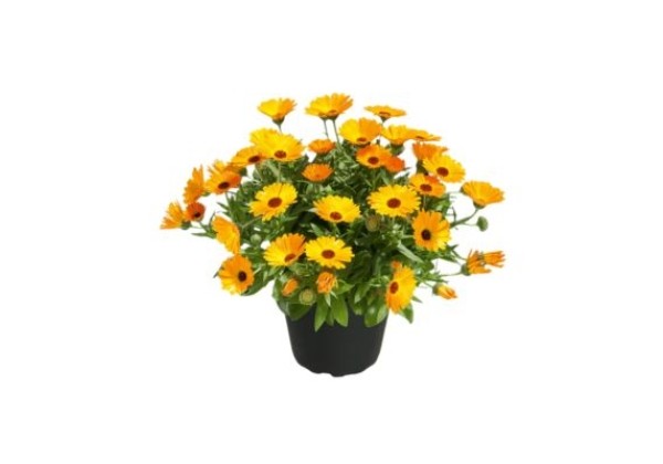 Calendula Powerdaisy Mango