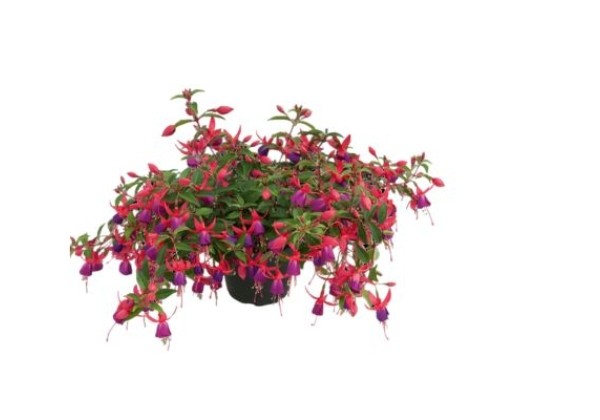 Fuchsia hybrida Shadow Dancer Trailing, Nadia  (nokarena)