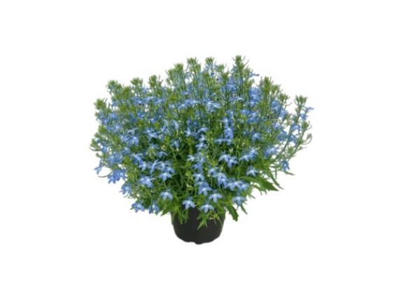 Lobelia erinus SPARKLING Sky