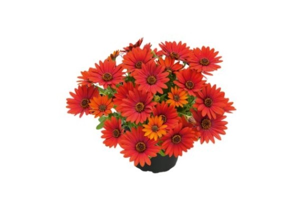 Osteospermum  Summersmile Sangria
