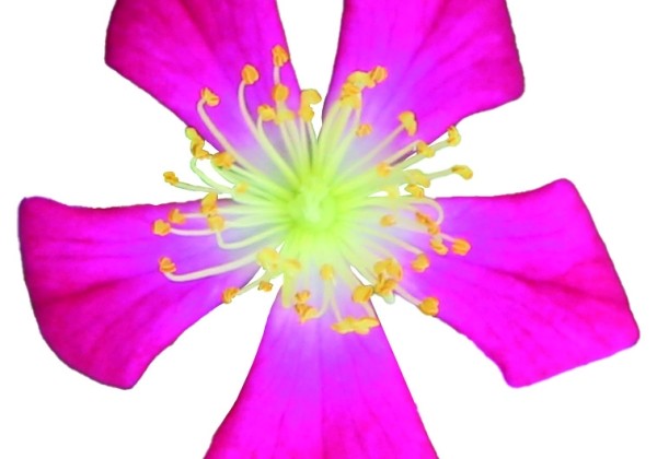 Rosa hybride Rosa Galaxy Antares