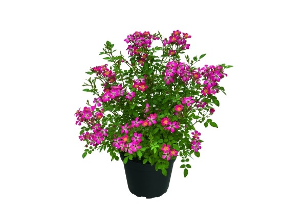 Rosa hybride Rosa Galaxy Antares