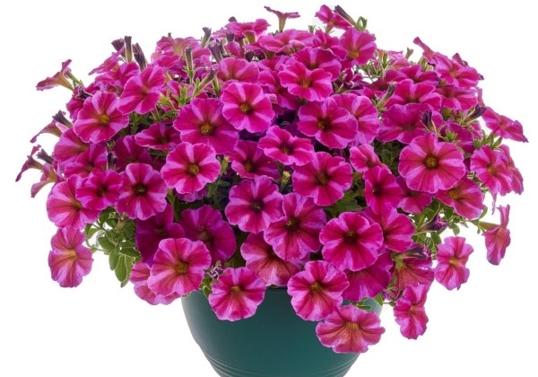 Petunia calibrachoa (Petchoa) BEAUTICAL Rose Star