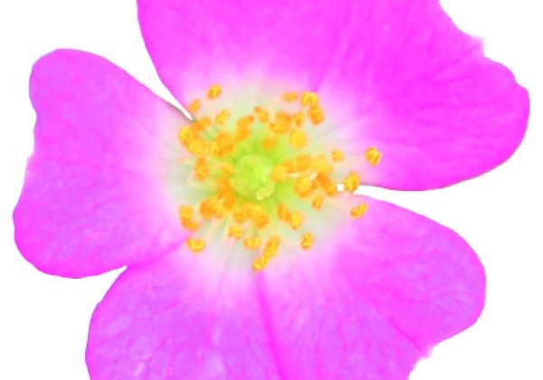 Rosa hybride Rosa Galaxy Vega