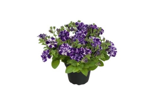 Petunia atkinsiana Blueberry Twist (special colours)