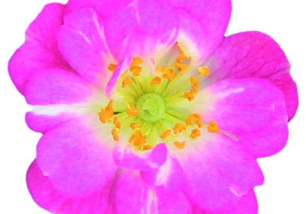 Rosa hybride Rosa Galaxy Naos