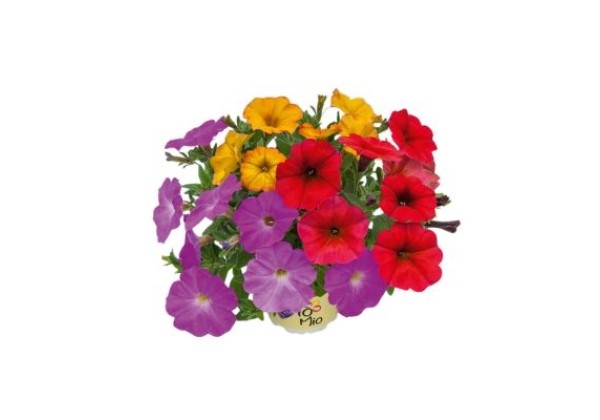 Petunia atkinsiana TrioMio BEAUTICAL Pretty
