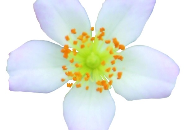 Rosa hybride Rosa Galaxy Arcturus