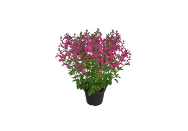 Salvia hybrida Visional Pink