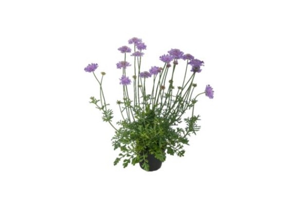 Scabiosa Laurie
