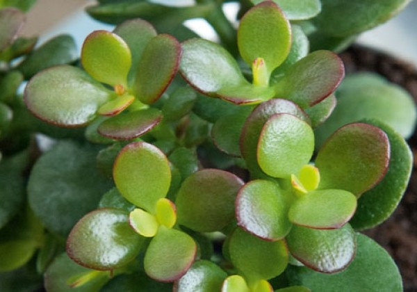 Crassula ovata Minor
