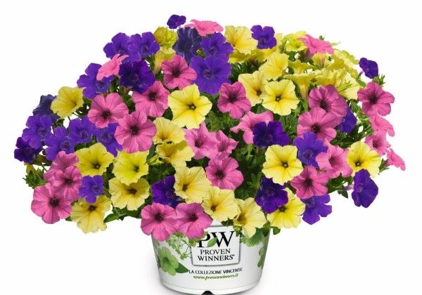 Petunia atkinsiana TrioMio MiniVista Joker