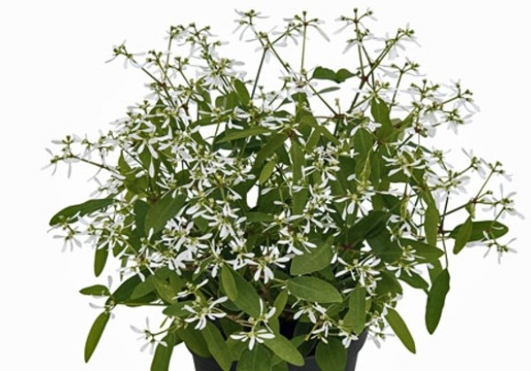 Chamaesyce hypericifolia Diamond Rose Experimental