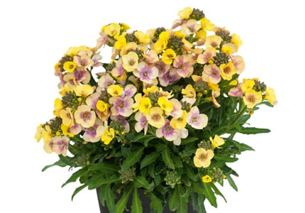 Erysimum Erysimum Winter Vanilla