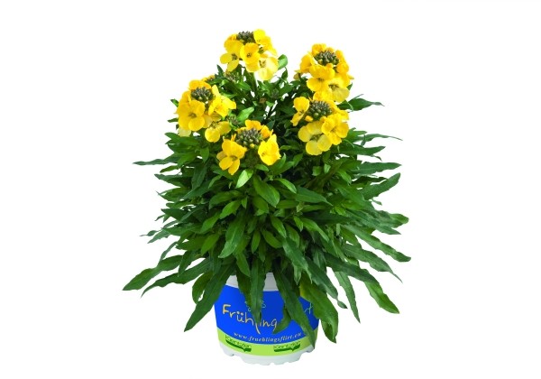 Erysimum Erysimum Winter Light Improved