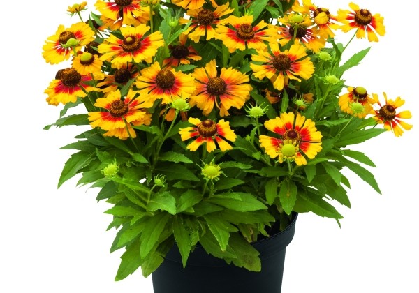 Helenium HELIAS Flame