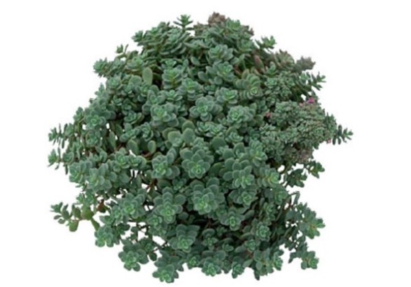Sedum  Rosenteppich