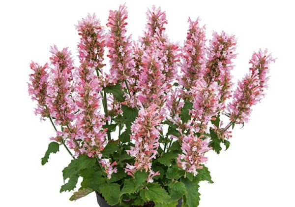 Agastache Pink Pearl