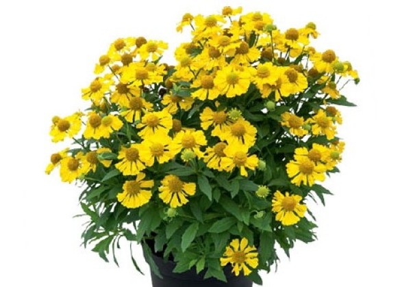 Helenium HELIAS Lemon