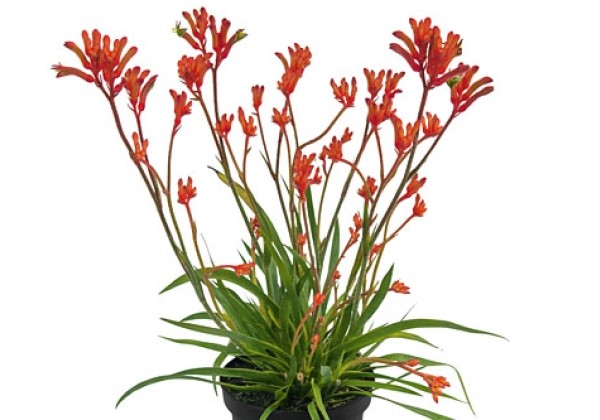 Anigozanthos BUSH GEMS Inferno