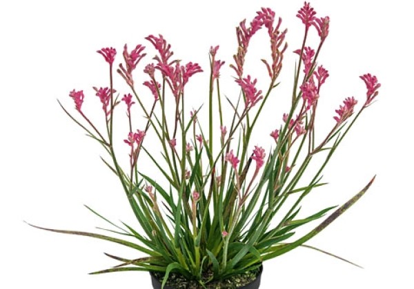 Anigozanthos BUSH GEMS Pearl