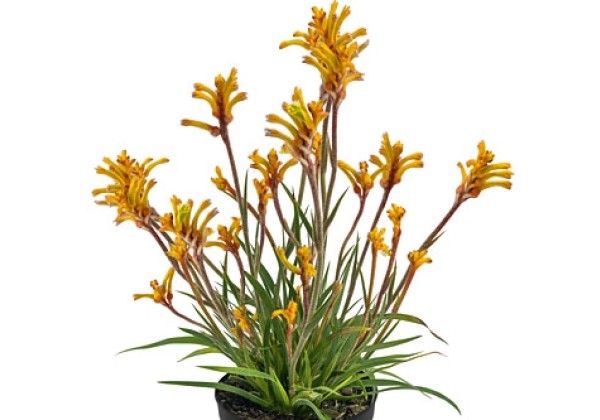Anigozanthos BUSH GEMS Tenacity