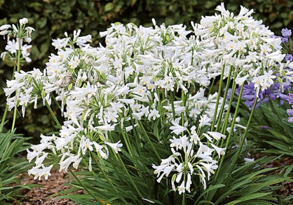 Agapanthus Pitchoune White