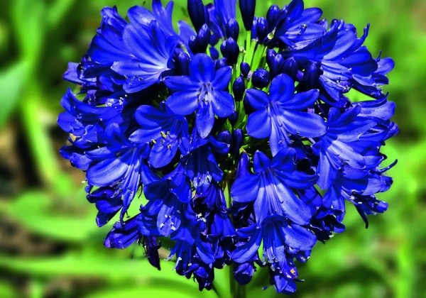 Agapanthus Midnight Sky