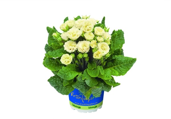 Primula Belarina Chablis (Champagne)