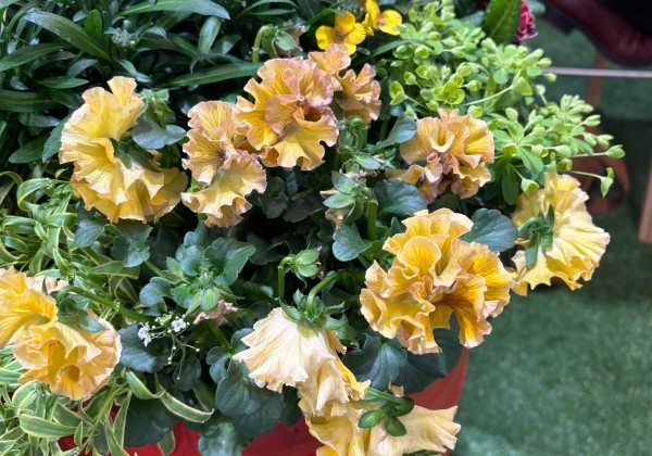 Viola cornuta Ruffles Amber Glow