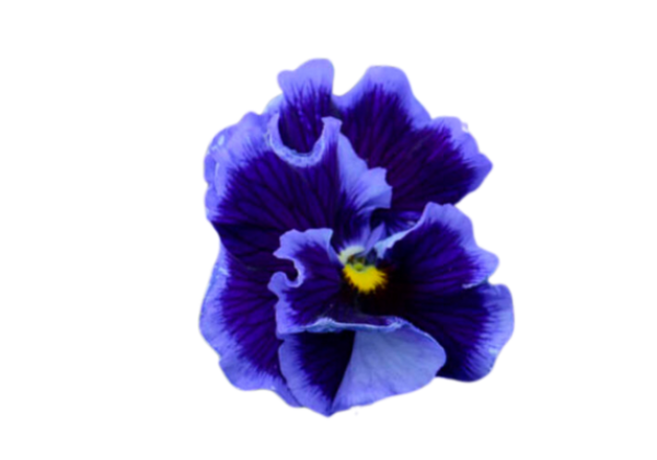 Viola cornuta Ruffles Violet Majesty