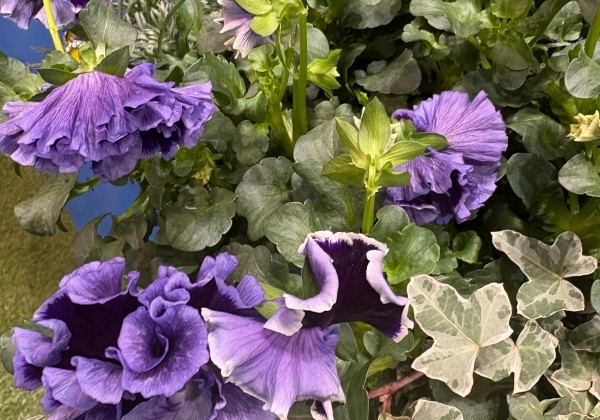 Viola cornuta Ruffles Violet Majesty