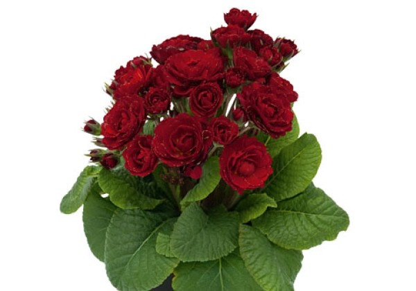 Primula Pollyanna Red Candy