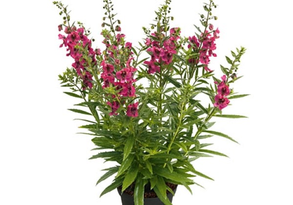 Angelonia Cherry