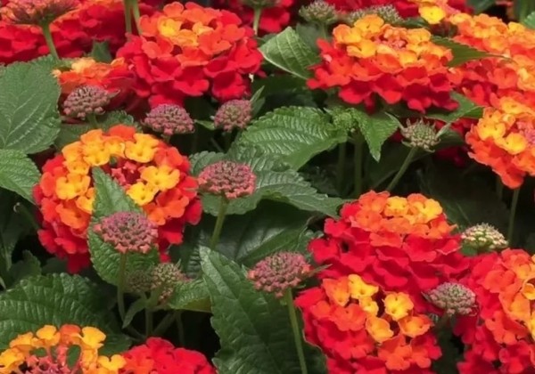 Lantana Calippo Flame