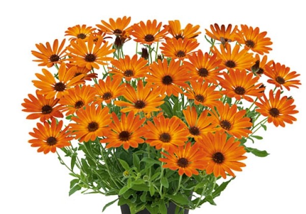 Osteospermum  Summersmile Tangerine