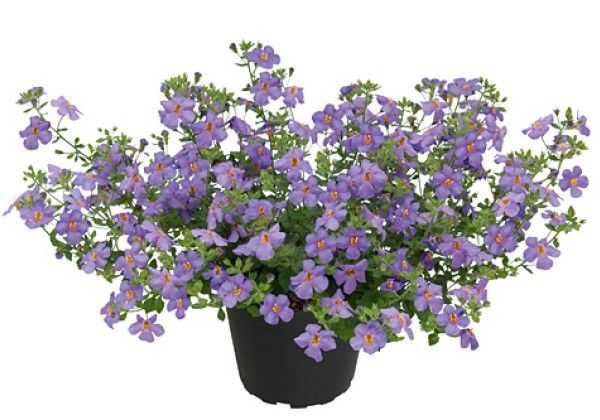 Sutera diffusus Everest Blue Flow