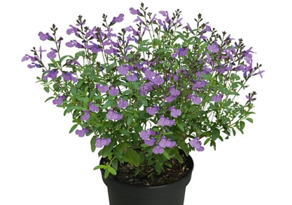 Salvia Visional Lavender