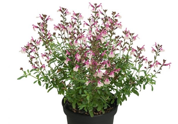 Salvia Visional Peach