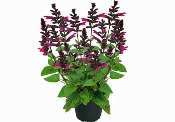 Salvia Rockin Kids Cherry