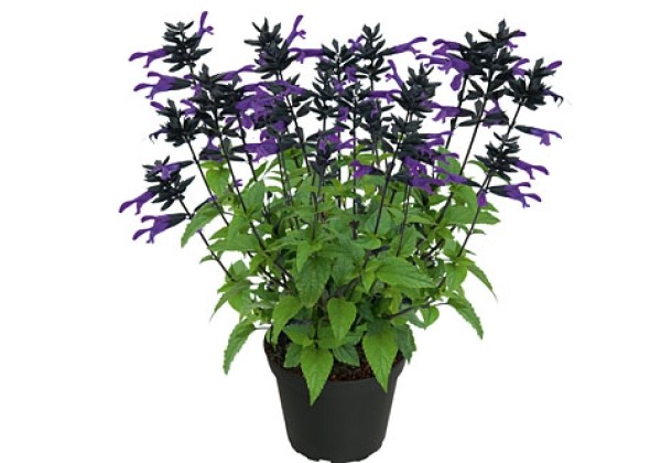 Salvia Rockin Kids Navy