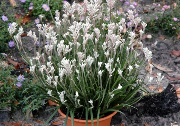 Anigozanthos Bush Gems Diamond