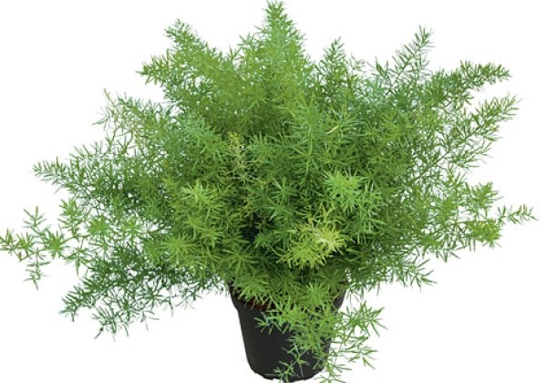 Asparagus Fuzzy Fern Frizz