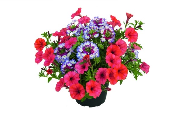 Puķu maisījums Duo Coral Kiss