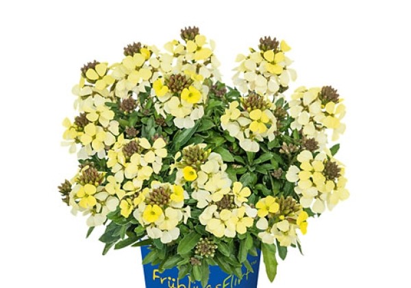 Erysimum Lemon Zwerg