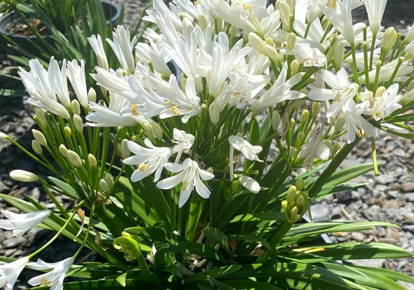 Agapanthus Nina White Moon Sapho